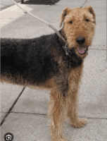 Airedale Terrier Puppies for sale in Yankton, SD 57078, USA. price: NA