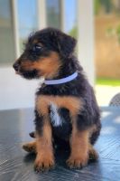Airedale Terrier Puppies for sale in Corona, CA, USA. price: $1,000