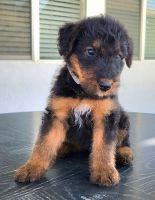 Airedale Terrier Puppies for sale in Corona, CA, USA. price: $1,000