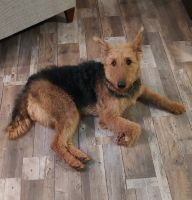 Airedale Terrier Puppies for sale in Duncan, Oklahoma. price: NA