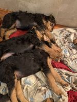 Airedale Terrier Puppies for sale in Wentzville, Missouri. price: $1,200