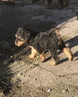 Airedale Terrier Puppies for sale in San Antonio, Texas. price: $400