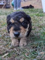 Airedale Terrier Puppies for sale in Kernersville, North Carolina. price: $900