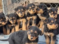 Airedale Terrier Puppies for sale in Boone, North Carolina. price: $850