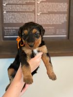 Airedale Terrier Puppies Photos
