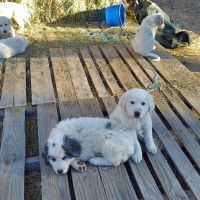 Akbash Dog Puppies for sale in Klamath County, OR, USA. price: NA