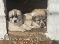 Akbash Dog Puppies Photos