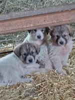 Akbash Dog Puppies for sale in Pendroy, MT 59419, USA. price: NA