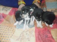 Akbash Dog Puppies for sale in Sunder Nagar, Raipur, Chhattisgarh, India. price: 2000 INR