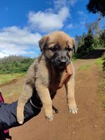 Akita Puppies for sale in Ooty, Tamil Nadu, India. price: 15000 INR
