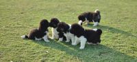 Akita Puppies for sale in Noida Sector 18, Noida, Uttar Pradesh 201301, India. price: 30 INR