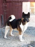 Akita Puppies for sale in Parkesburg, PA 19365, USA. price: NA