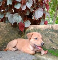 Akita Puppies for sale in Ponjassery, Kerala 683547, India. price: NA