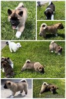 Akita Puppies Photos
