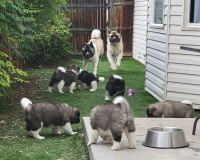Akita Puppies for sale in Grand Junction, CO, USA. price: NA