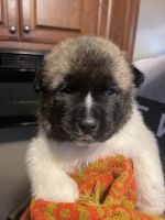 Akita Puppies for sale in Hampton, VA, USA. price: NA