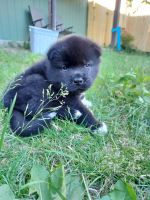 Akita Puppies for sale in Johnstown, PA, USA. price: NA