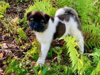Akita Puppies for sale in Keene, NH 03435, USA. price: NA