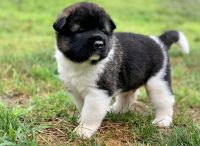 Akita Puppies for sale in Keene, NH 03435, USA. price: NA
