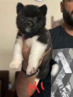 Akita Puppies for sale in Nagpur, Maharashtra, India. price: 35000 INR