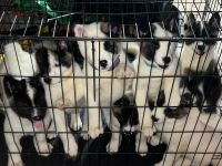 Akita Puppies for sale in Philadelphia, PA, USA. price: NA