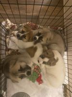 Akita Puppies for sale in Columbia, SC, USA. price: NA