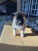 Akita Puppies for sale in Tulare, CA 93274, USA. price: NA