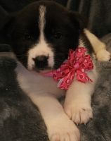Akita Puppies for sale in Twin Lakes, WI, USA. price: NA