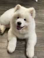 Akita Puppies for sale in McDonough, GA 30253, USA. price: NA