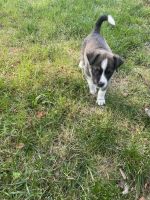 Akita Puppies for sale in Gloucester, VA 23061, USA. price: $100