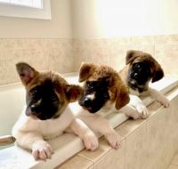 Akita Puppies for sale in Raleigh, NC, USA. price: $1,500