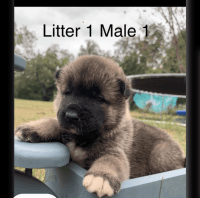 Akita Puppies for sale in Harlem, GA 30814, USA. price: $1,400