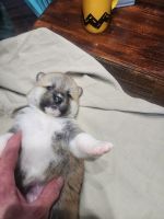 Akita Puppies for sale in Wooster, OH 44691, USA. price: NA