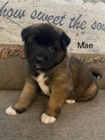 Akita Puppies for sale in Dearborn Heights, MI 48125, USA. price: $1,000