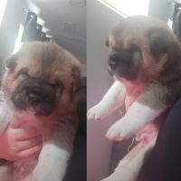 Akita Puppies for sale in Sykesville, MD 21784, USA. price: $1,200
