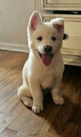 Akita Puppies for sale in Matteson, Illinois. price: $1,500