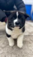 Akita Puppies for sale in Inkster, Michigan. price: $750