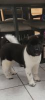 Akita Puppies for sale in Springfield, MA, USA. price: $1,000