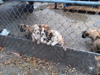 Akita Puppies for sale in East Hemet, California. price: NA