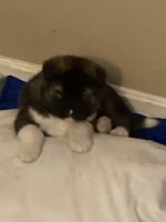 Akita Puppies for sale in Louisville, Kentucky. price: $2,500