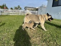 Akita Puppies for sale in Pinecrest, Florida. price: $400