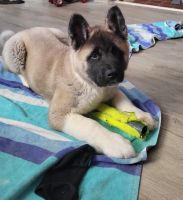 Akita Puppies for sale in Sanborn, NY 14132, USA. price: $500