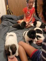 Akita Puppies for sale in Brooklyn, New York. price: $1,200