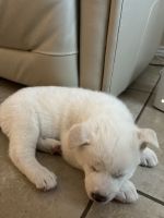 Akita Puppies for sale in El Paso, Texas. price: $275