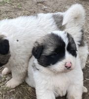 Akita Puppies for sale in Kansas City, Missouri. price: $300