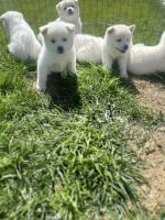 Akita Puppies for sale in Ontario, California. price: $700