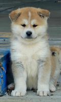Akita Puppies for sale in San Bernardino, California. price: NA