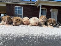 Akita Inu Puppies for sale in Lincoln, AR 72744, USA. price: NA