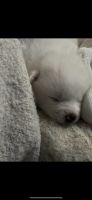 Akita Inu Puppies for sale in Norfolk, MA, USA. price: NA