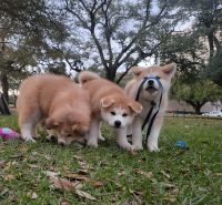 Akita Inu Puppies for sale in Houston Heights, Houston, TX 77008, USA. price: NA